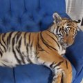 VIDEO: diivanil magavast tiigrist on uus internetihitt
