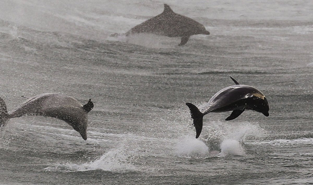 Delfiinid Austraalia esisel