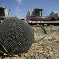Очередной запрет от Россельхознадзора: украинские семечки и кукурузную крупу ввозить в РФ нельзя