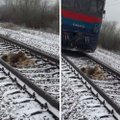 Imeline lugu: vapper koer kaitses 2 ööpäeva oma haavatud sõpra, kes ei saanud raudteerööbastelt liikuva rongi eest põgeneda