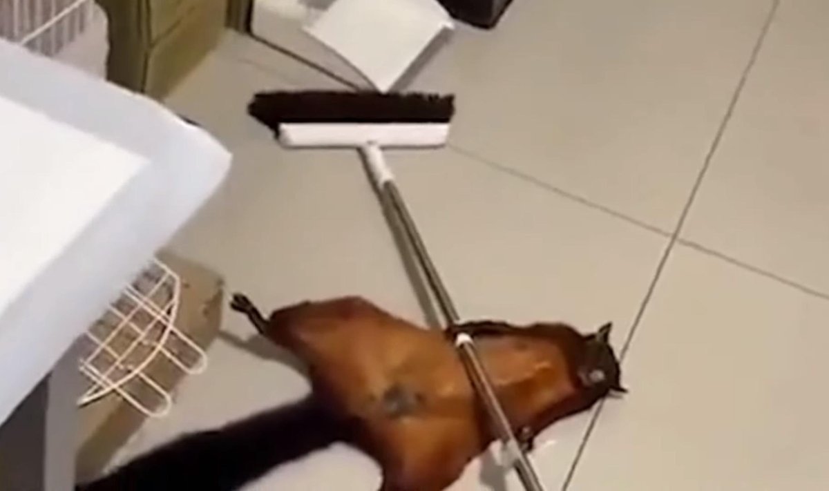 Lendorav Bobo