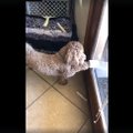 VIDEO | Sellel koeral on tuppa ja õue küsimiseks iseäralik viis