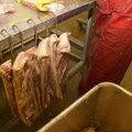 Hiiumaa loomakasvatajad rõõmustavad - avatakse uus lihatöötlemiskeskus