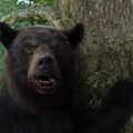 Отгрызает ноги, руки, головы: рецензия на новый фильм про медведя-наркомана