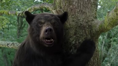 Отгрызает ноги, руки, головы: рецензия на новый фильм про медведя-наркомана