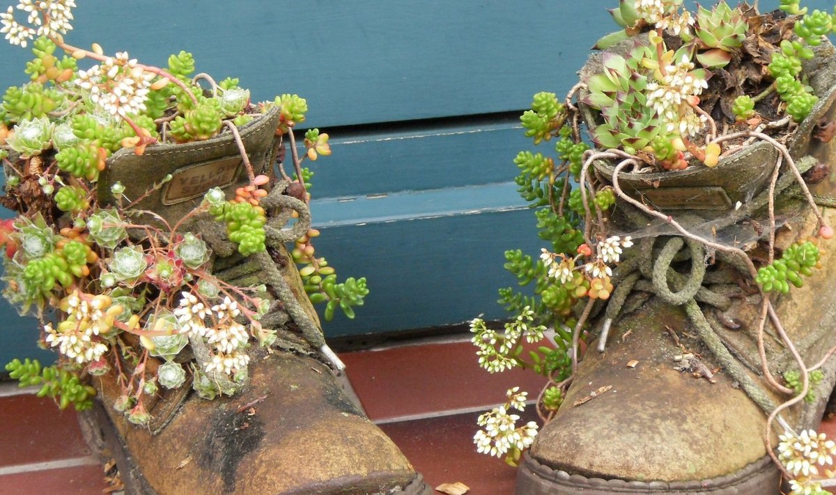 Vanad saapad võib kasutada lillepotina.