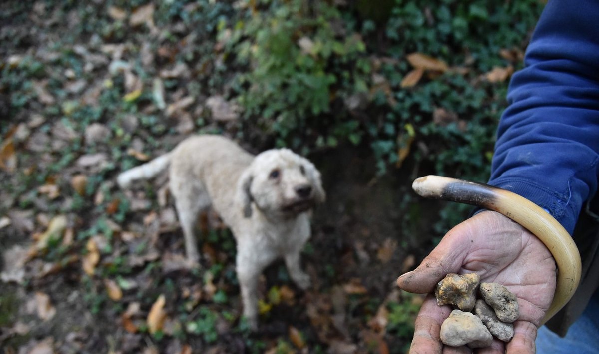Giovanni Sacchetto otsib Albas trühvleid koos koera Doraga