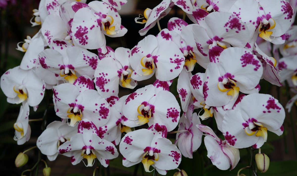 Kuukinga on orhideede laias maailmas üpris lihtne kasvatada.