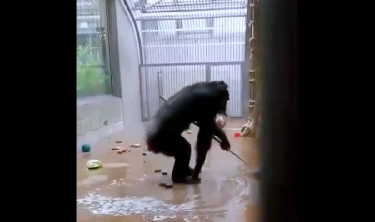 Šimpans tööhoos