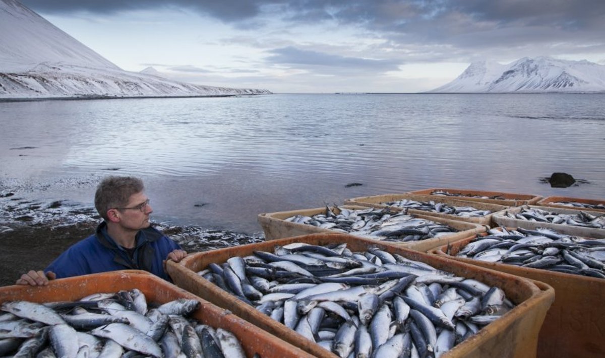 Kalandus on islandi majanduses endiselt tähtsal kohal – umbkaudu 27% riigi SKT-st tuleb just sellest sektorist. 