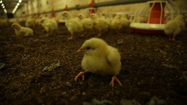 DELFI TV SELGITAB | Antibiootikumideta kasvatatud kana? Ilusale märgisele vaatamata pole Talleggil ravimitest pääsu
