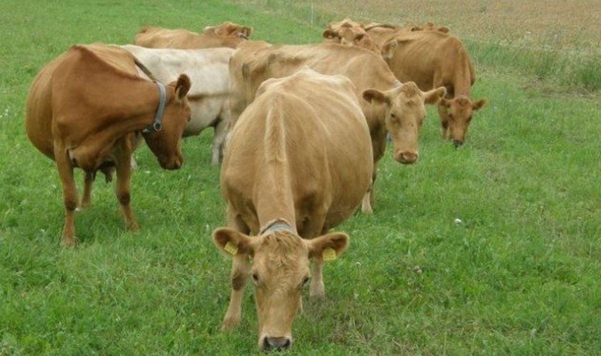 Eesti maakarja lehm