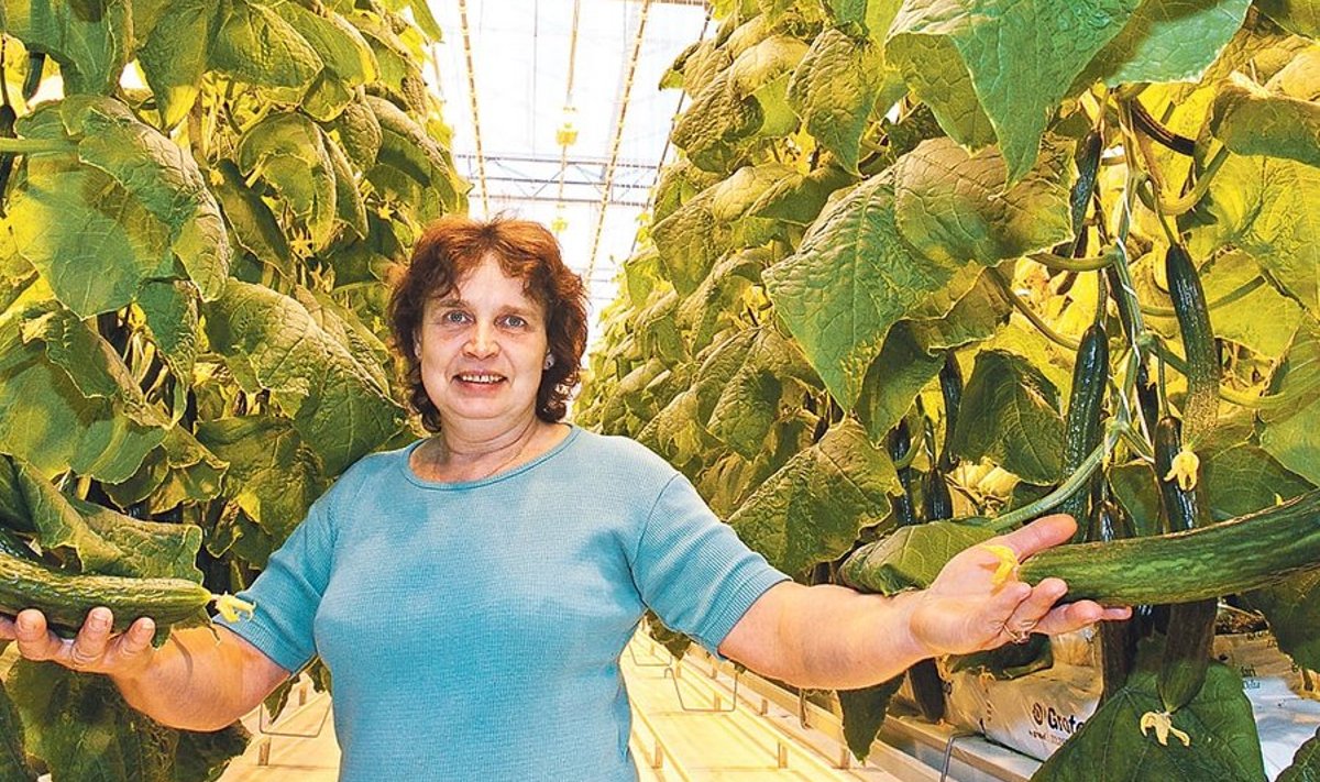Grüne Fee agronoom Jane Rämson loodab uues kasvuhoones korjata igalt taimelt iga päev kaks kurki.