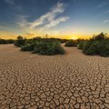 Засухи, пожары и смерть. 2023 год станет самым теплым за 125 тысяч лет. Чем это грозит?