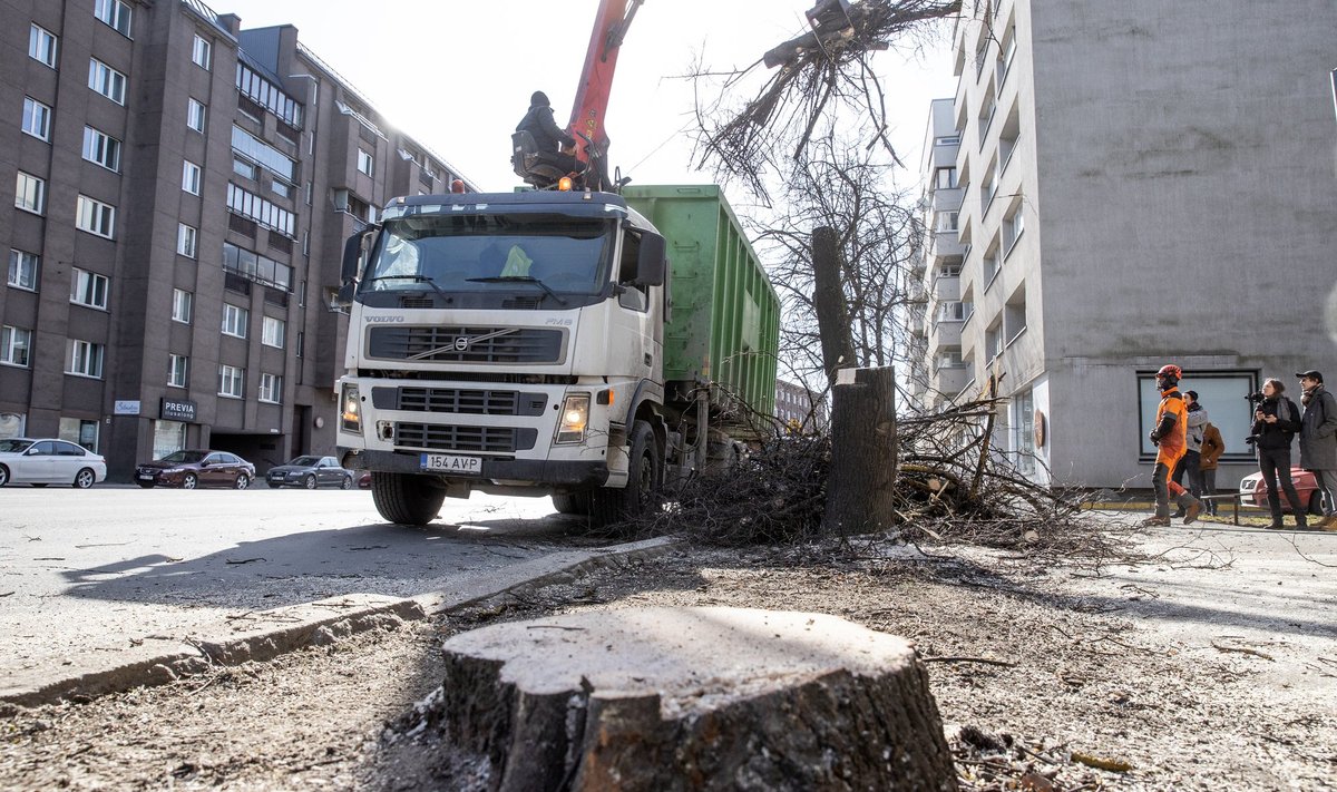 Alles see oli, kui kesklinna valitsus raius maha kõik Pronksi tänava puud