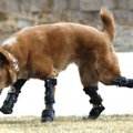 Imetle fotosid: esimene koer maailmas, kellel on proteesid kõigile neljale jäsemele