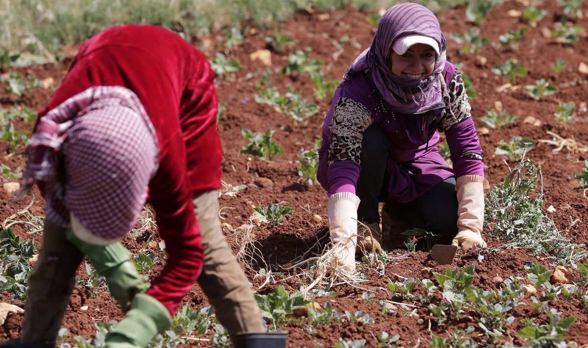 Paljud Süüria sõjapõgenikud on leidnud tööd Liibanoni põldudel, nende seas ka lapsed.
