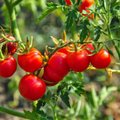 Tahad kasvatada eriti maitsvaid tomateid? Tomatispetsialist Ingrid Bender õpetab 