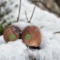 За грибами зимой: что можно найти в лесу?