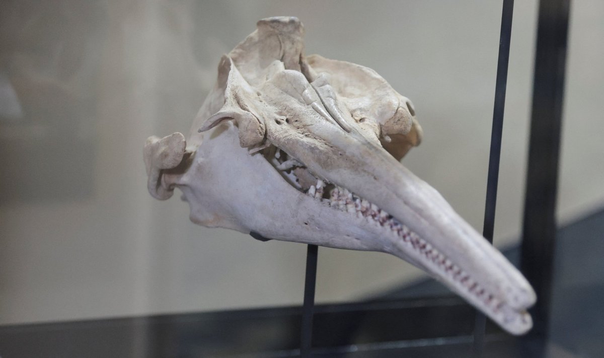16 miljon aastat vana jõedelfiini kolju