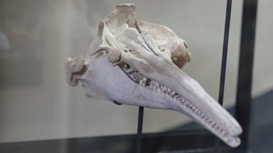 Peruus leiti 16 miljon aastat vana jõedelfiini fossiil