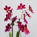 Millal orhidee ümber istutada?