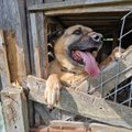 ФОТО | Смотрите, в каких жутких условиях жил спасенный в Силламяэ пес