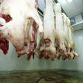 Euroopa Komisjon leevendas katkupiirkondade sigade tapmise nõudeid