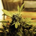 В Британии скоро легализуют употребление марихуаны в медицинских целях