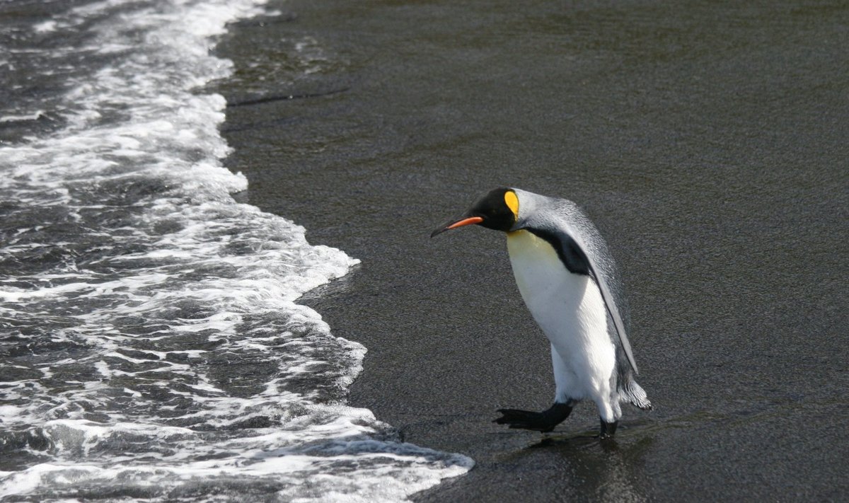 Bioloogid hoiatavad, et selle sajandi lõpuks võib 70% keiserpingviine kadunud olla.