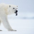 Uus sari! Sven Začeki fotod: Kusagil on praegu talv...