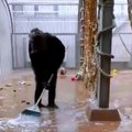 VIDEO | Tallinna Loomaaias haaras šimpans harjavarre ning hakkas koristajaks