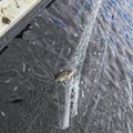 Sügisene kalapüügihooaeg Peipsi, Lämmi- ja Pihkva järvel lükkub edasi