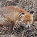 ФОТО: В Тартумаа лисица пришла ”просить помощи” у людей, но ее пришлось усыпить