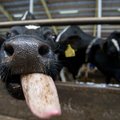 GRAAFIK: Vaata, mida on Venemaa embargo teinud piimahinnaga!