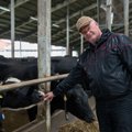 Piimatootjad kardavad Tere pankrotti
