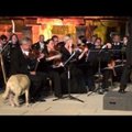 Лабрадор сорвал овации на выступлении Венского камерного оркестра
