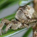 Miks ämblikke hoida tasub ja kuidas nad osavalt saaki kütivad