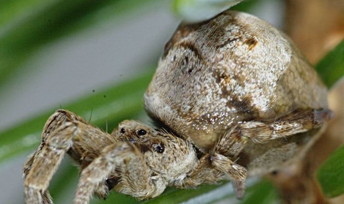 Saaremaalgi leiduv ämblikuliik Hyptiotes paradoxus (Foto: Wikimedia Commons / Martin Lemke)
