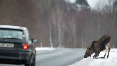 Лось, четыре кабана и бобер: как вести себя жителю столицы при встрече с дикими животными?