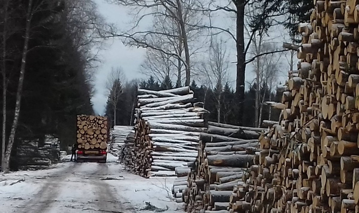 Üks olulisi uurimsobjekte, mis riigihanke võitja ees seisab, on ka see, kuidas võib mõjuda tselluloositehase kolme miljoni tihumeetri suurune aastane toorainevajadus Eesti metsadele.
