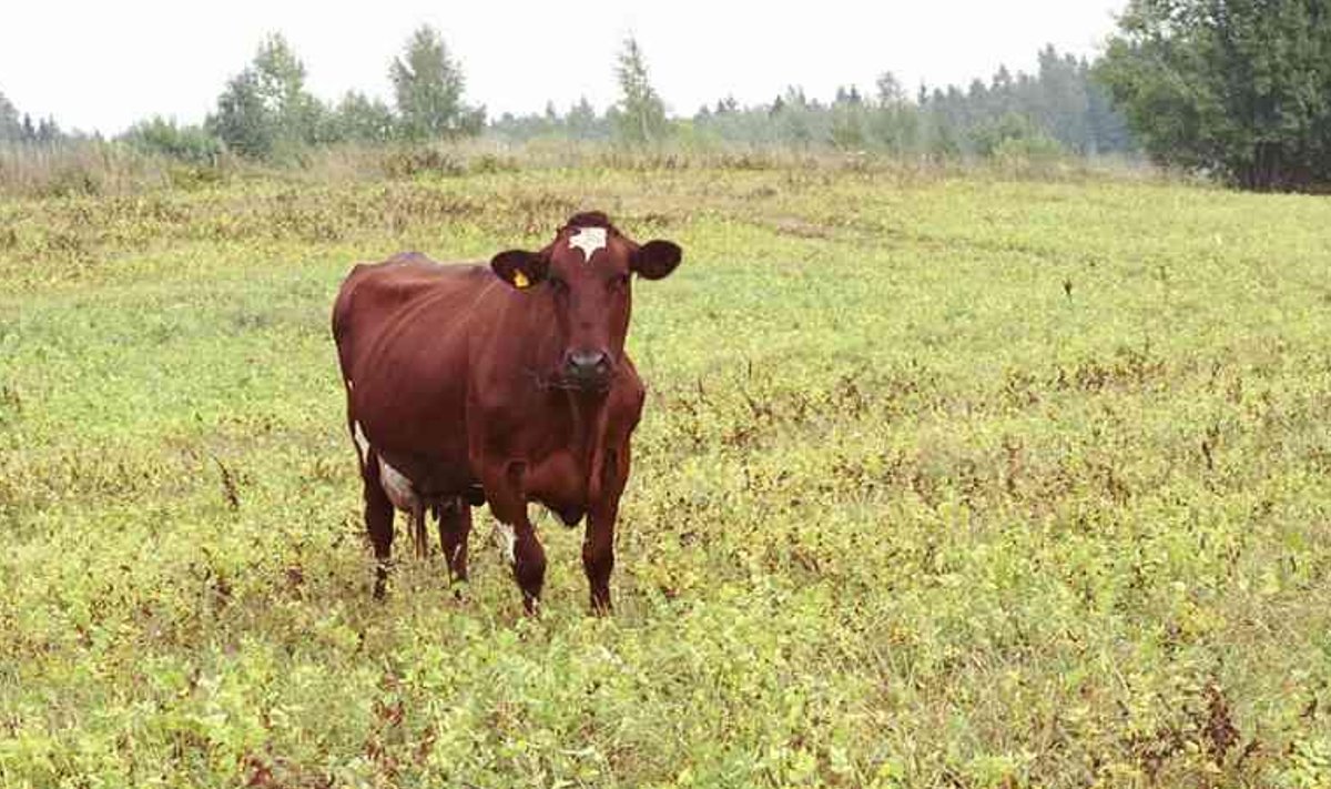 Liha tootmine kahjustab keskkonda märkimisväärselt