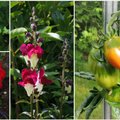 AIAHOOLIKU BLOGI | Aiamuredest, tomatitest ja lilledest