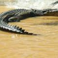 Kuuemeetrine krokodill hoidis uusmeremaalast kaks nädalat üksikul saarel vangis