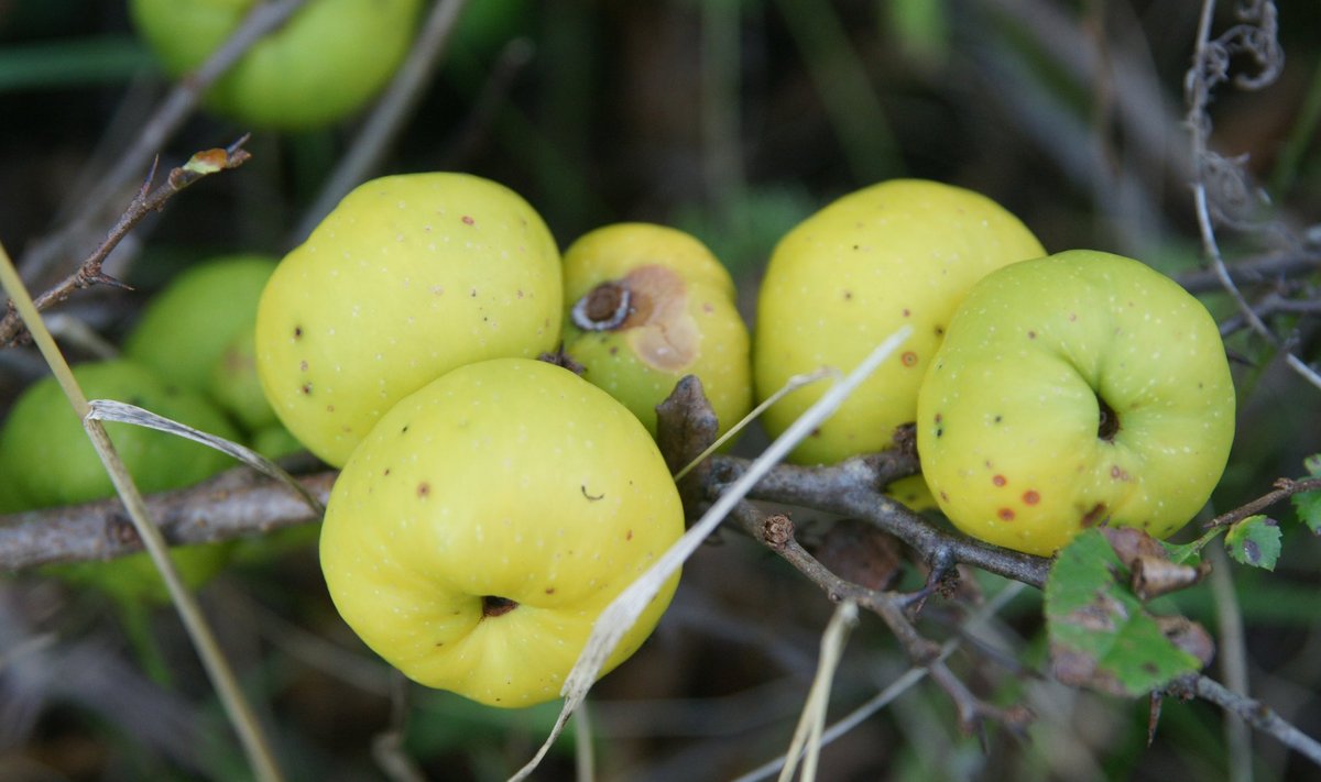 Kauni ebaküdoonia sordi ´Alba´ viljad on rohelise värvuse ja keskmise suurusega. Ogasid on suhteliselt vähe.