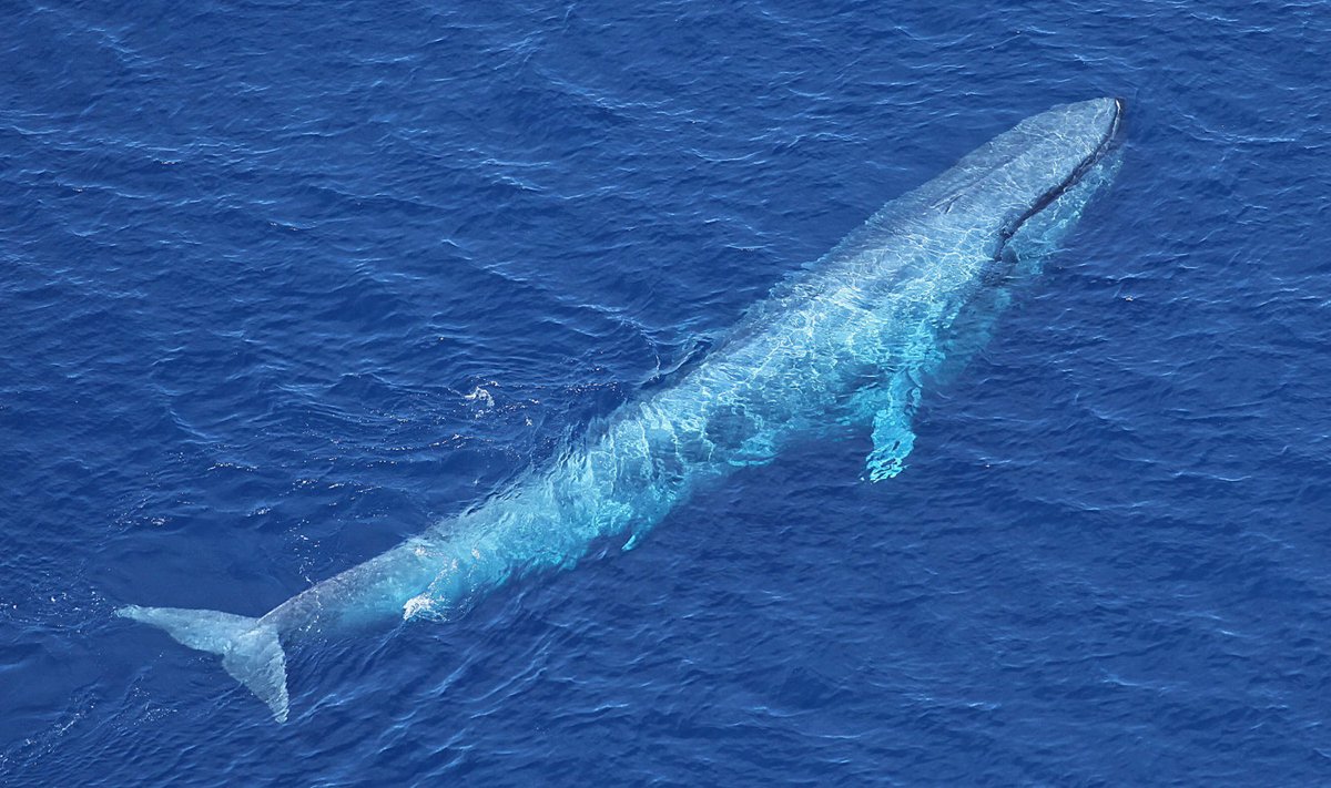 Sinivaal, maailma suurim loom Antarktika vetes. 