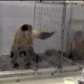 VIDEO: Karjuv ebaõiglus? Kuidas reageerib ahv, kui talle antakse kurki ja ta näeb, et teine ahv saab viinamarja?
