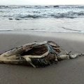 ФОТО и ВИДЕО: Побережье в Кейла-Йоа усыпано мертвыми рыбами