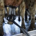 Saarelises tootmises pettunud Trigon Agri otsib Kärla piimafarmile ostjat
