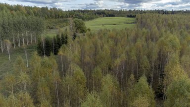 Kliimaminister tegi ettepaneku jätta riigimetsas raiemaht samaks